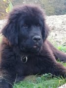 Превью фото № 239732