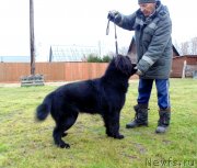 Превью фото № 239743