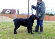 Превью фото № 239747