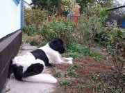 Превью фото № 239748