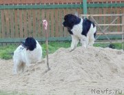 Превью фото № 239749