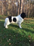 Превью фото № 239763