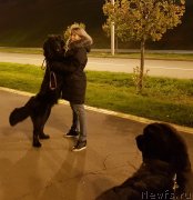 Превью фото № 239792