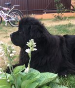 Превью фото № 239800