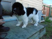 Превью фото № 239813