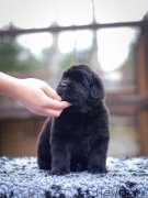 Превью фото № 239901