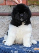 Превью фото № 239929