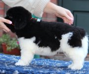 Превью фото № 239931