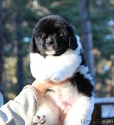 Превью фото № 239938