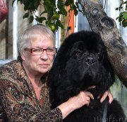 Превью фото № 239943