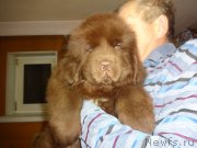 Превью фото № 239954