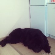 Превью фото № 239964