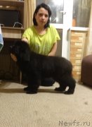 Превью фото № 239994