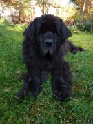 Превью фото № 240018