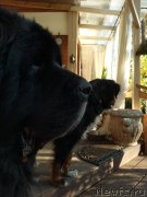 Превью фото № 240020