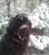 Превью фото № 240029