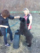 Превью фото № 240040