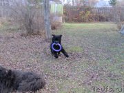 Превью фото № 240049