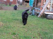 Превью фото № 240051