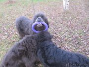 Превью фото № 240067