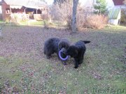 Превью фото № 240068