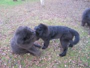 Превью фото № 240069