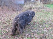 Превью фото № 240073