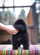 Превью фото № 240076