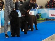 Превью фото № 240189