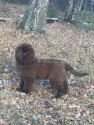 Превью фото № 240195