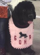 Превью фото № 240209