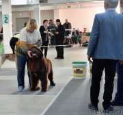 Превью фото № 240227