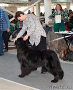 Превью фото № 240235