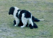 Превью фото № 240260