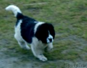 Превью фото № 240263