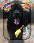 Превью фото № 240275