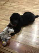 Превью фото № 240287