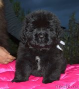 Превью фото № 240299