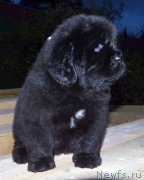 Превью фото № 240300