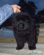 Превью фото № 240302