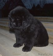 Превью фото № 240303