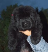 Превью фото № 240309