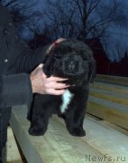 Превью фото № 240311