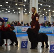 Превью фото № 240334