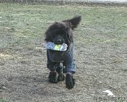 Превью фото № 240346