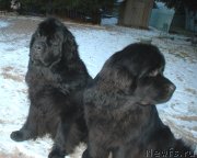 Превью фото № 240354