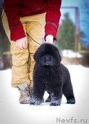 Превью фото № 240364