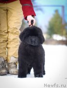 Превью фото № 240368