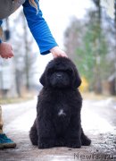 Превью фото № 240375