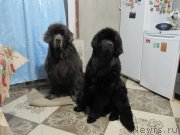 Превью фото № 240381